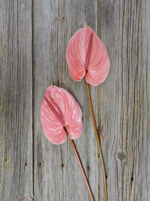 PINK ANTHURIUM